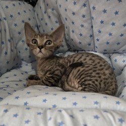 Devon Rex NOV Aisha