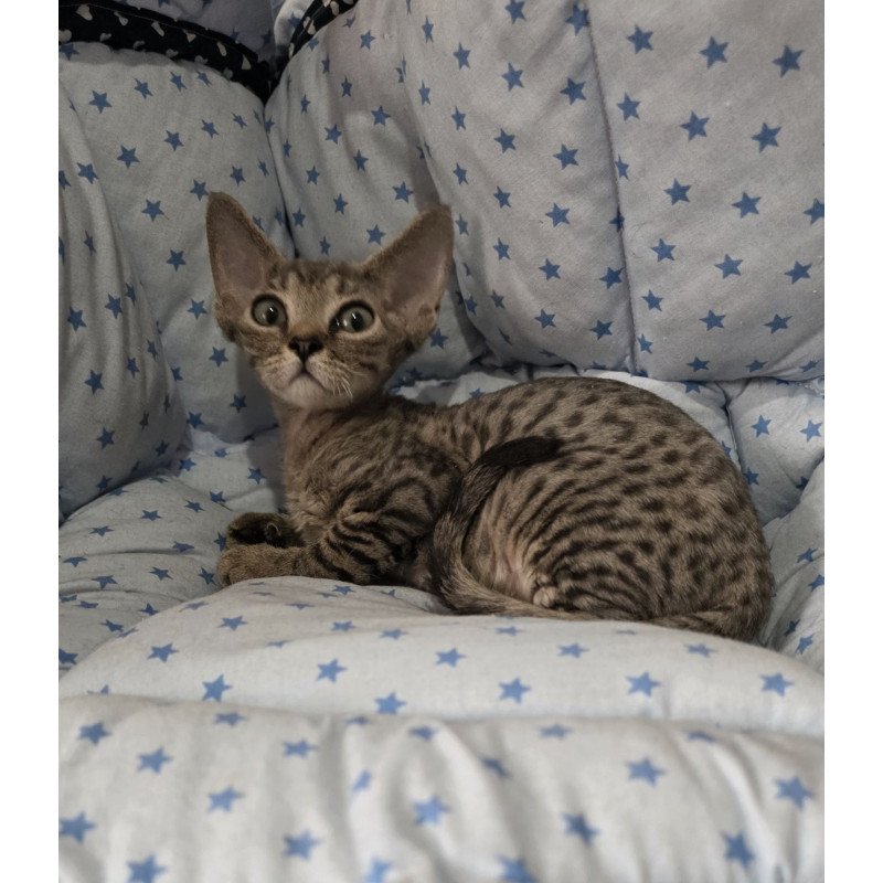 Devon Rex NOV Aisha