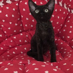 Devon Rex NOV Archi