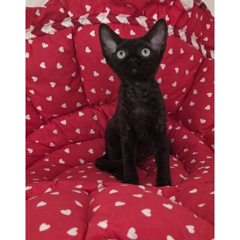 Devon Rex NOV Archi