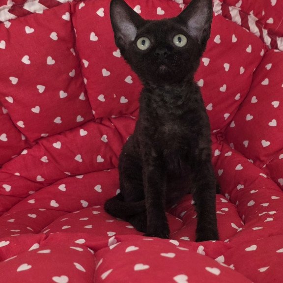 Devon Rex NOV Archi