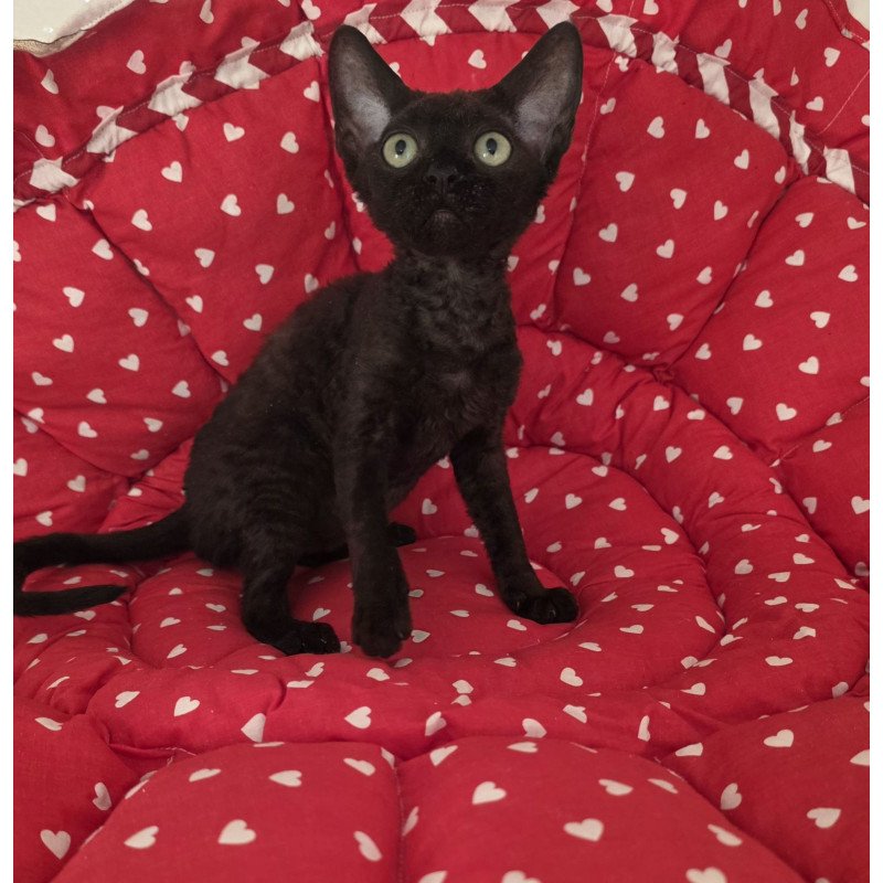 Devon Rex NOV Archi