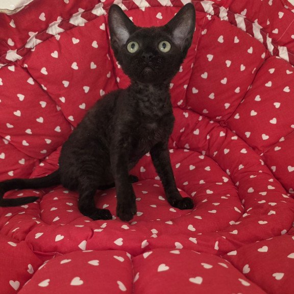 Devon Rex NOV Archi