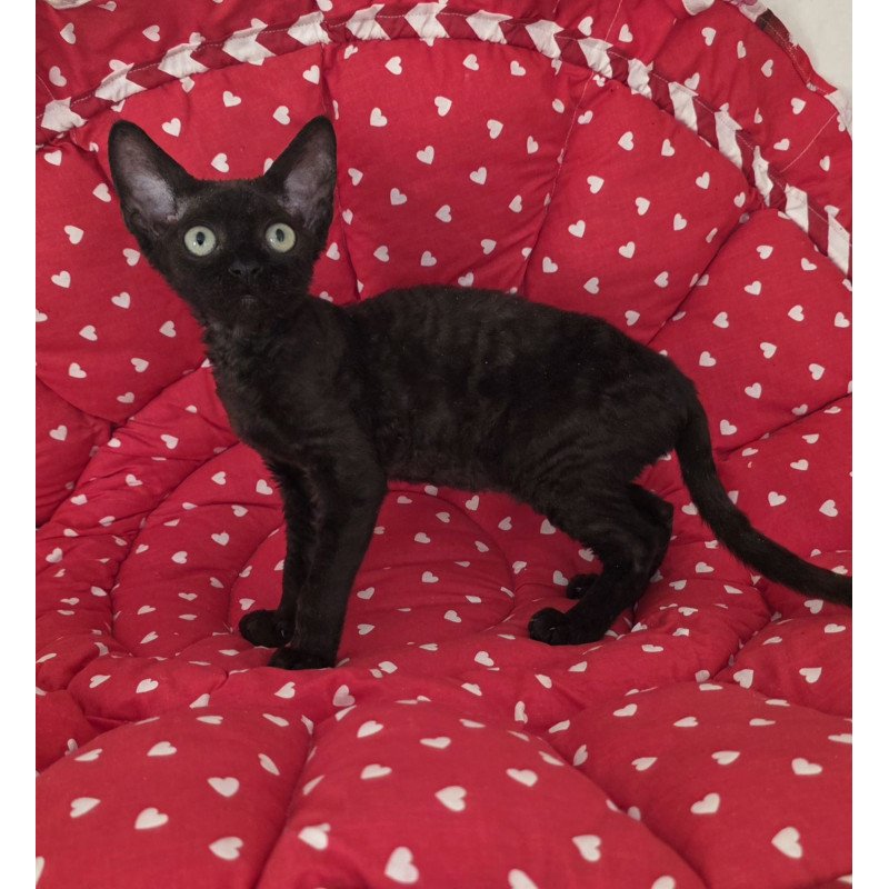 Devon Rex NOV Archi