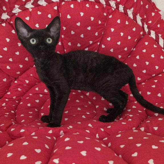 Devon Rex NOV Archi