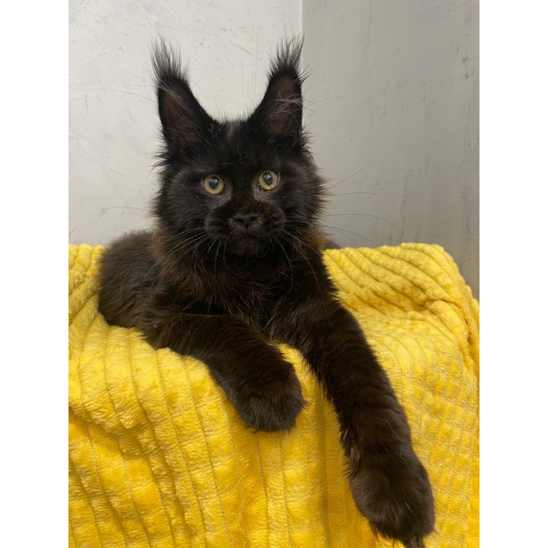 Maine Coon NOV Potap