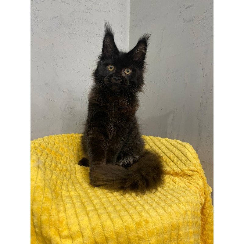Maine Coon NOV Potap