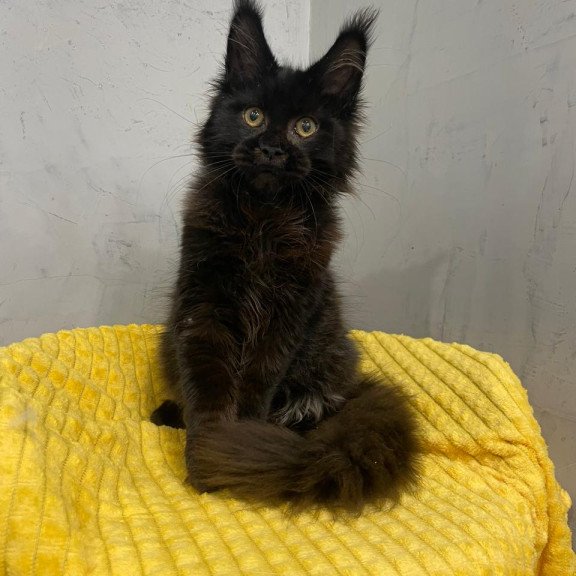 Maine Coon NOV Potap