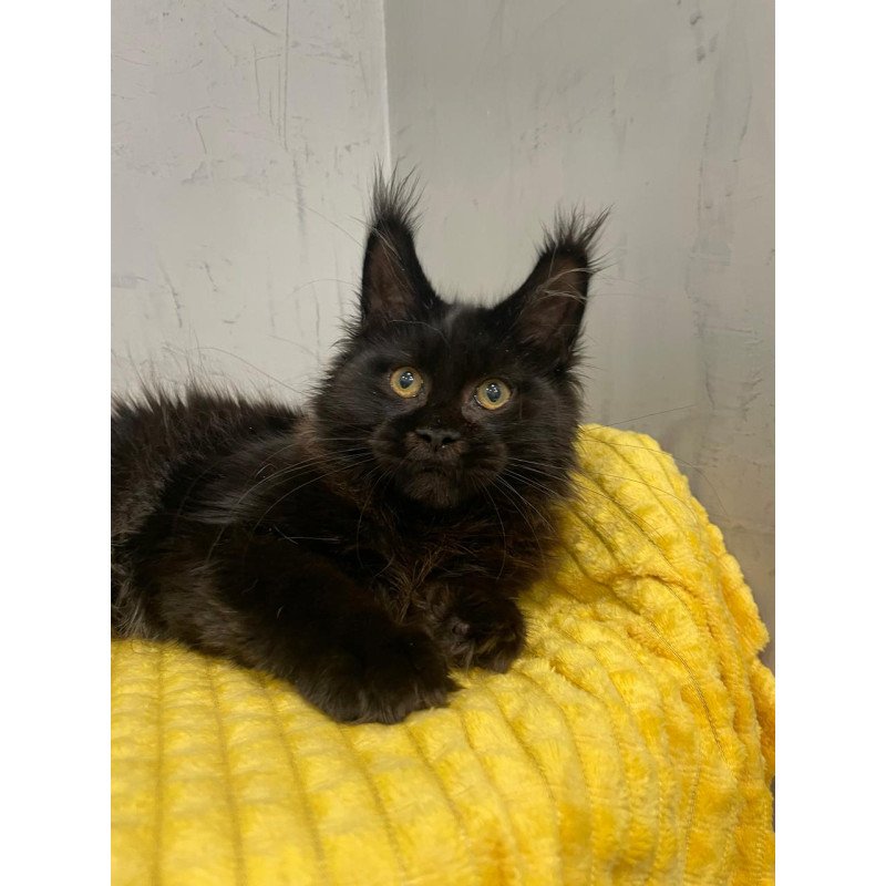 Maine Coon NOV Potap