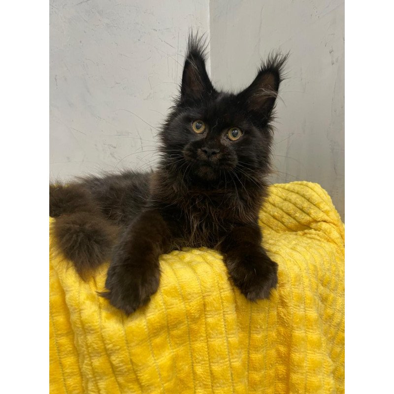Maine Coon NOV Potap