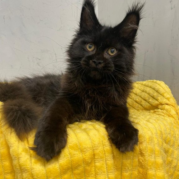 Maine Coon NOV Potap