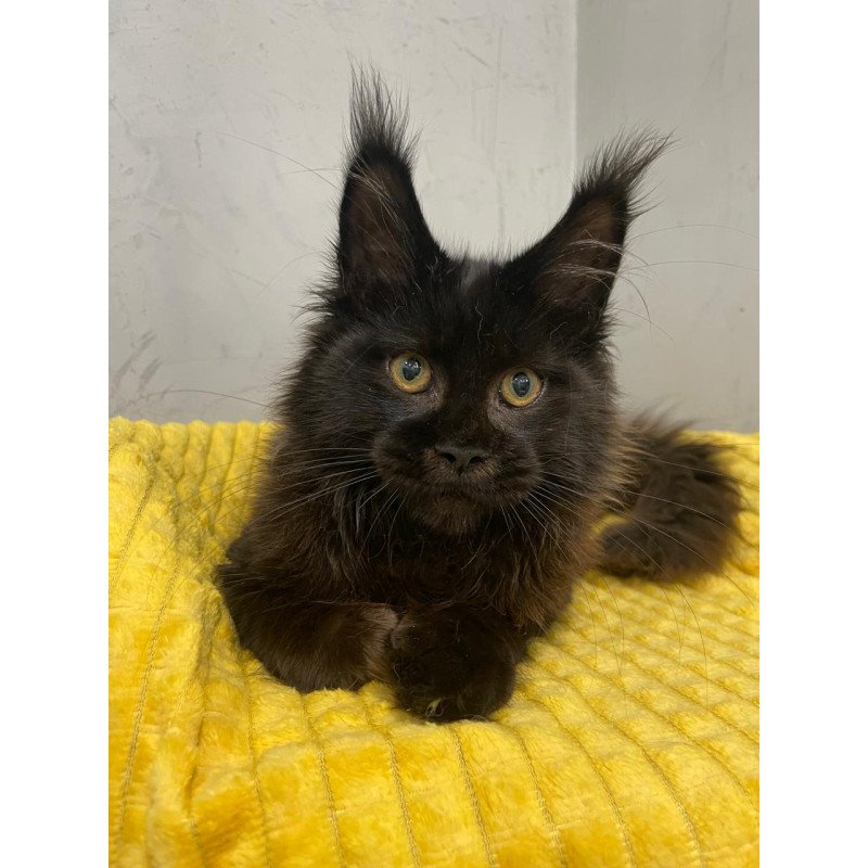 Maine Coon NOV Potap