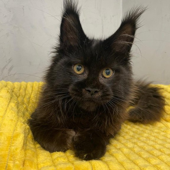 Maine Coon NOV Potap