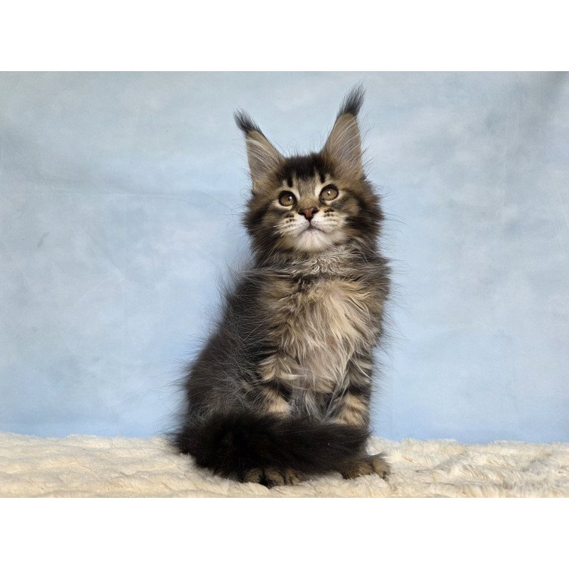 Maine Coon NOV Quokka