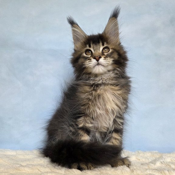 Maine Coon NOV Quokka