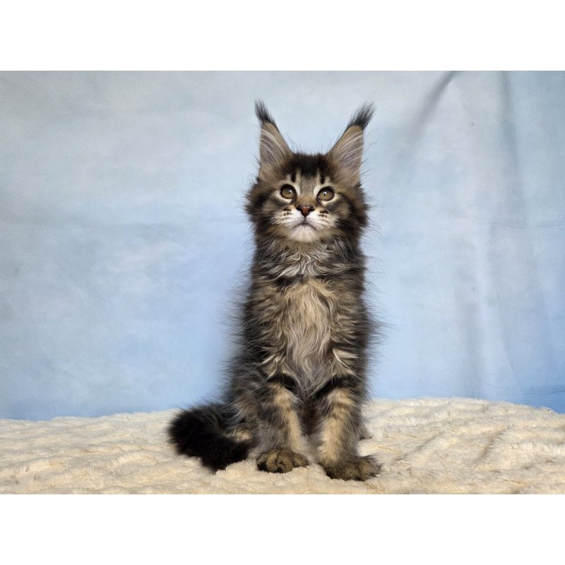Maine Coon NOV Quokka