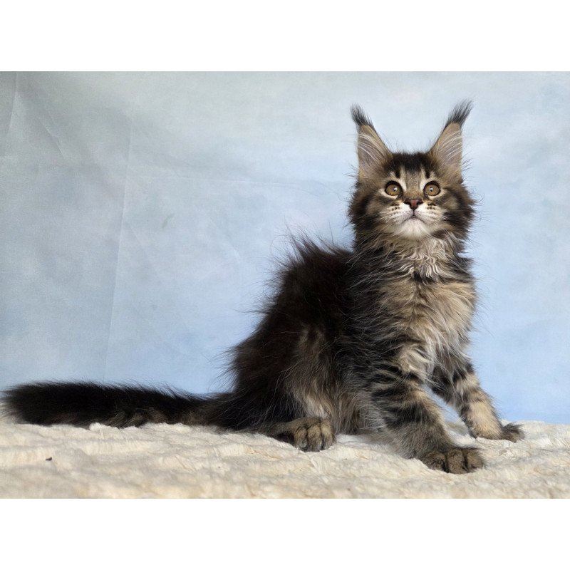 Maine Coon NOV Quokka
