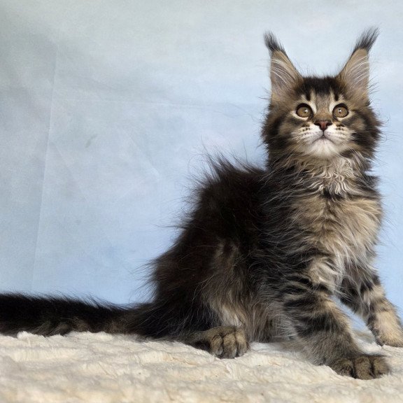 Maine Coon NOV Quokka