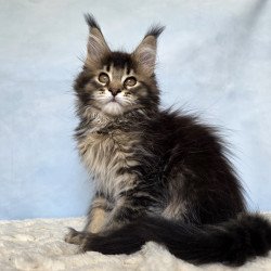 Maine Coon NOV Quokka