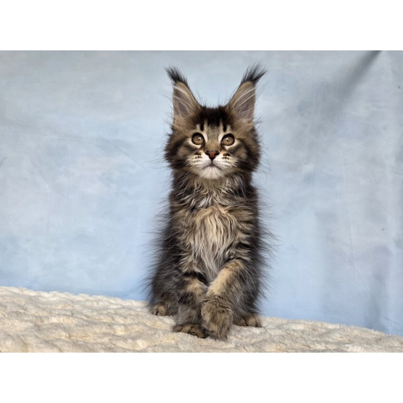 Maine Coon NOV Quokka