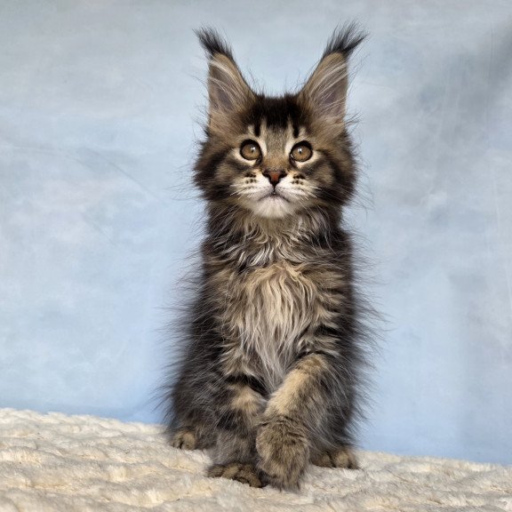 Maine Coon NOV Quokka