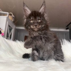 Maine Coon EZ Ymir
