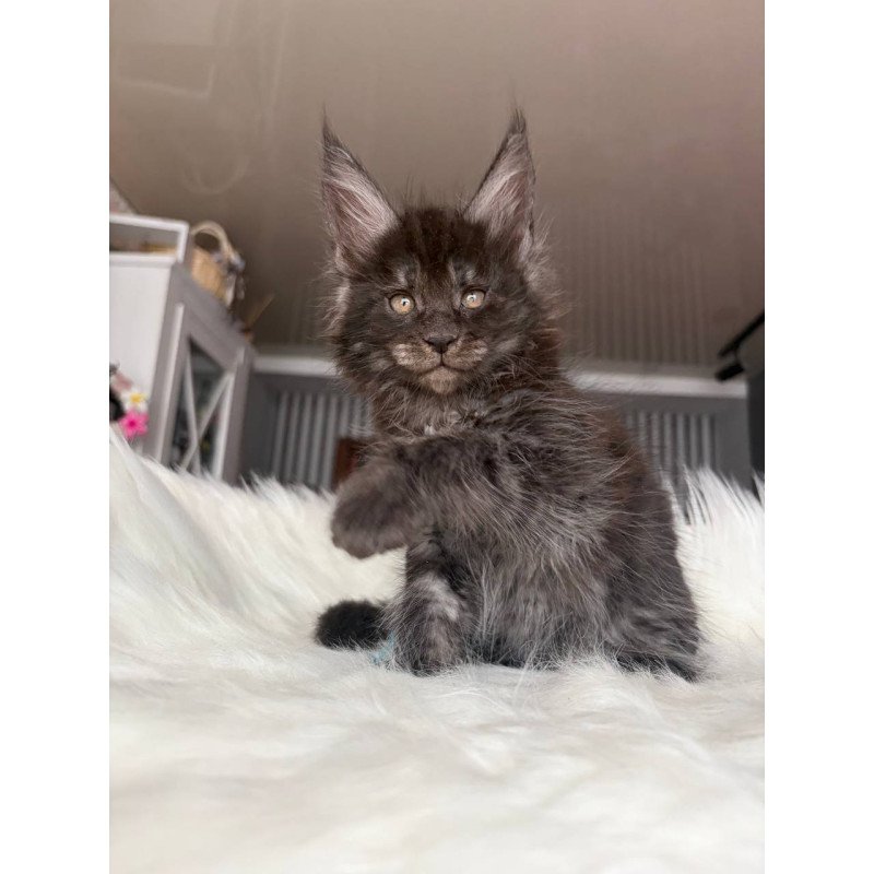 Maine Coon EZ Ymir