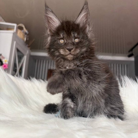 Maine Coon EZ Ymir