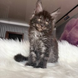 Maine Coon EZ Ymir