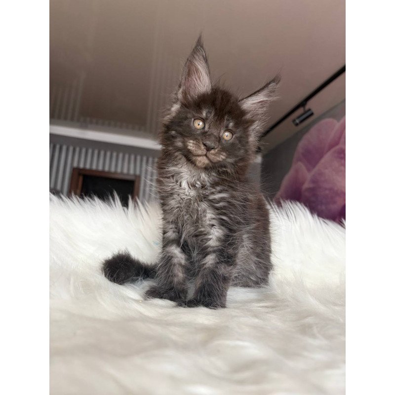 Maine Coon EZ Ymir