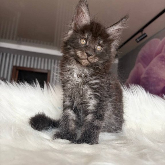 Maine Coon EZ Ymir