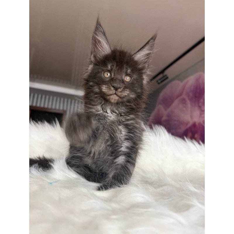 Maine Coon EZ Ymir