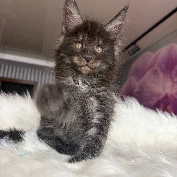 Maine Coon EZ Ymir