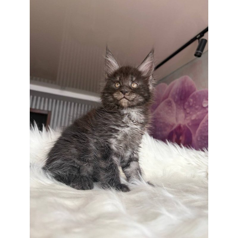 Maine Coon EZ Ymir