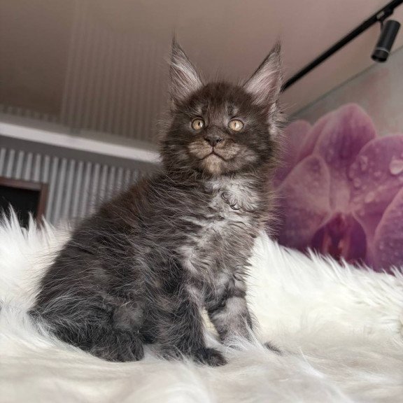 Maine Coon EZ Ymir