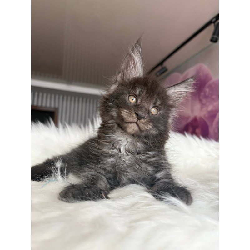 Maine Coon EZ Ymir