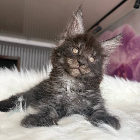 Maine Coon EZ Ymir