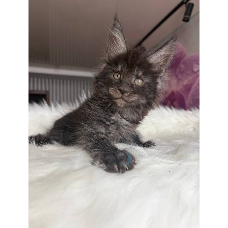Maine Coon EZ Ymir