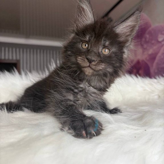 Maine Coon EZ Ymir