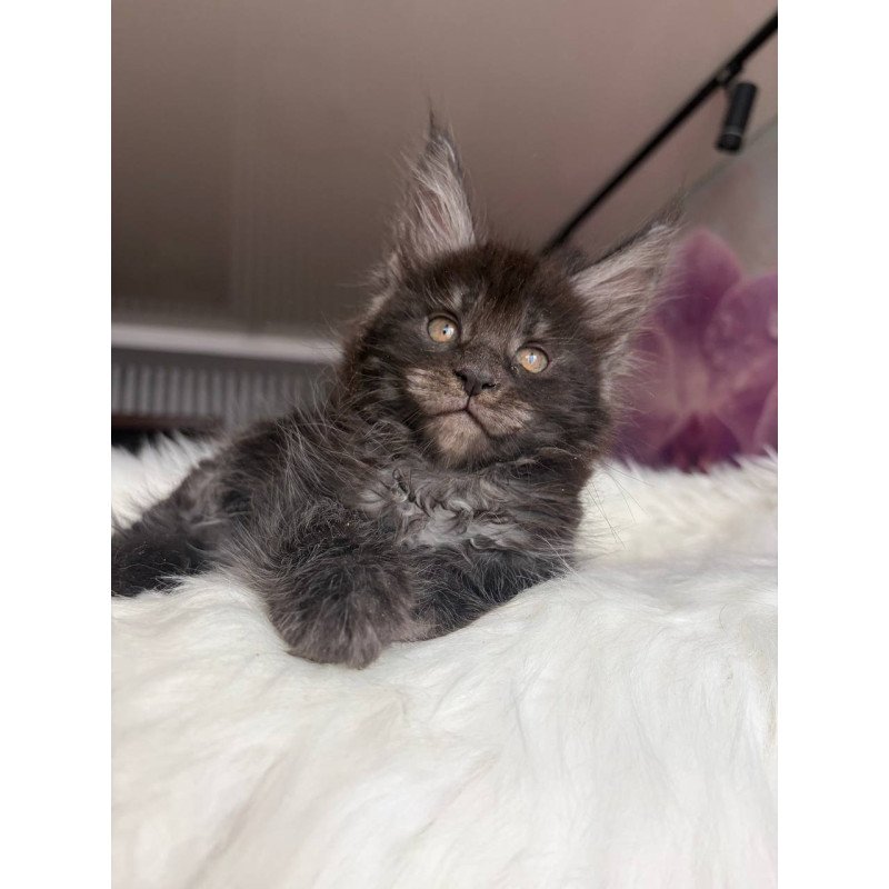Maine Coon EZ Ymir