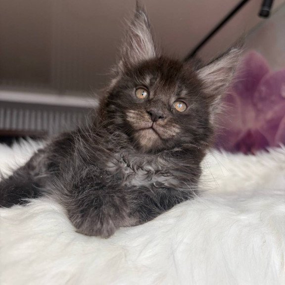 Maine Coon EZ Ymir