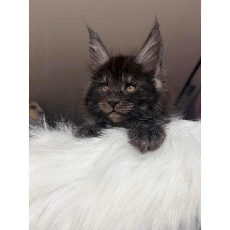 Maine Coon EZ Ymir