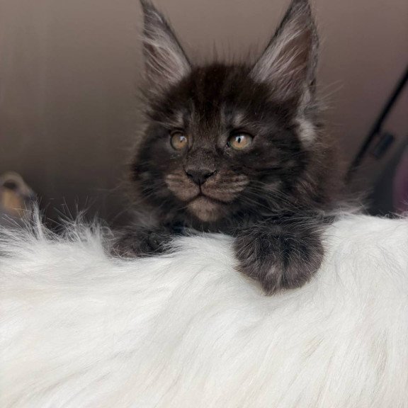 Maine Coon EZ Ymir