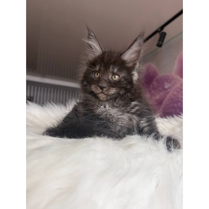 Maine Coon EZ Ymir