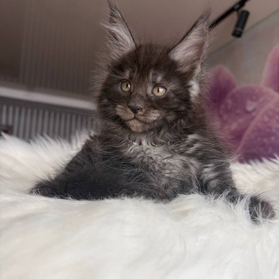 Maine Coon EZ Ymir