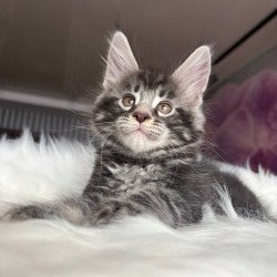 Maine Coon EZ Yeager