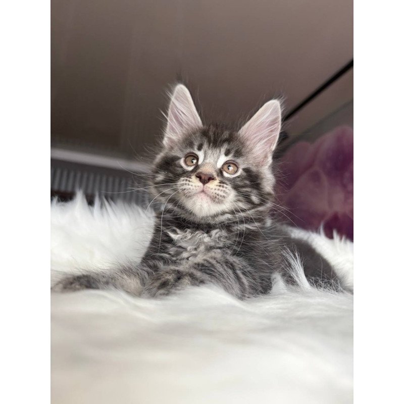 Maine Coon EZ Yeager