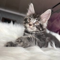 Maine Coon EZ Yeager