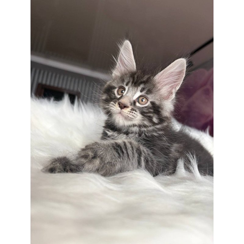 Maine Coon EZ Yeager