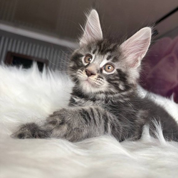 Maine Coon EZ Yeager
